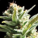 Amnesia (Vision Seeds) feminizovaná