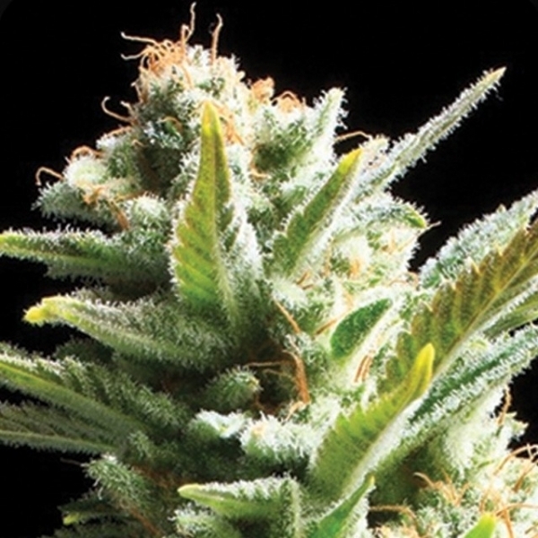 Amnesia (Vision Seeds) feminizovaná