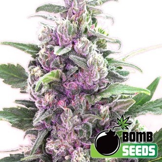 THC Bomb Samonakv&eacute;tac&iacute; (Bomb Seeds) feminizovan&aacute;