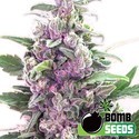 THC Bomb Samonakvétací (Bomb Seeds) feminizovaná
