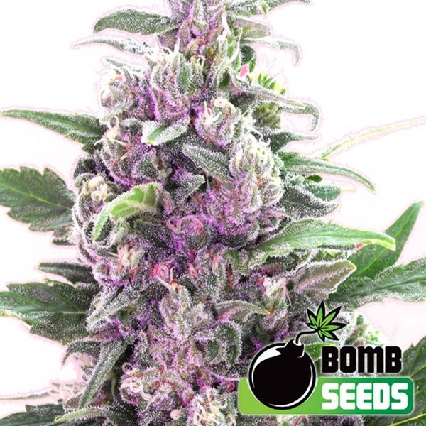 THC Bomb Samonakvétací (Bomb Seeds) feminizovaná