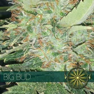 Big Bud (Vision Seeds) feminizovan&aacute;