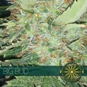 Big Bud (Vision Seeds) feminizovaná