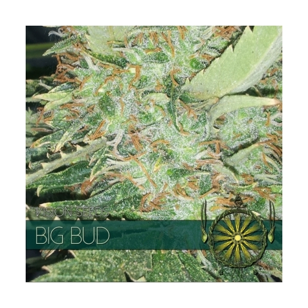 Big Bud (Vision Seeds) feminizovaná