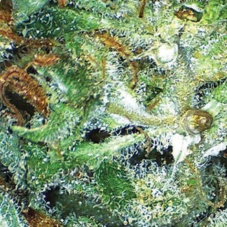 Big Bud (Vision Seeds) feminizovaná