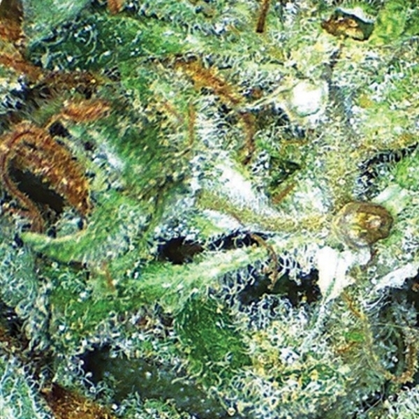 Big Bud (Vision Seeds) feminizovaná