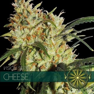 Cheese (Vision Seeds) feminizovan&aacute;