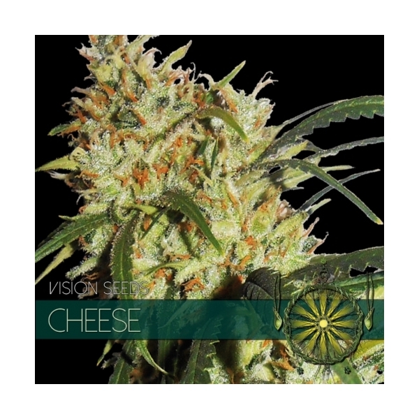 Cheese (Vision Seeds) feminizovaná