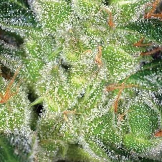 Cheese (Vision Seeds) feminizovaná