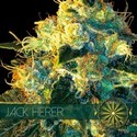 Jack Herer (Vision Seeds) feminizovaná