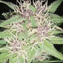 Jack Herer (Vision Seeds) feminizovaná