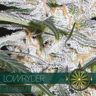 Lowryder (Vision Seeds) feminizovan&aacute;