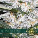 Lowryder (Vision Seeds) feminizovaná