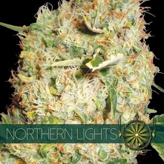 Northern Lights (Vision Seeds) feminizovan&aacute;