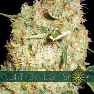 Northern Lights (Vision Seeds) feminizovan&aacute;