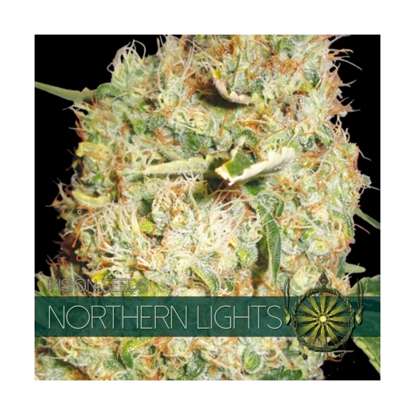 Northern Lights (Vision Seeds) feminizovaná