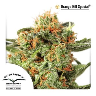 Orange Hill Special (Dutch Passion) feminizovan&aacute;