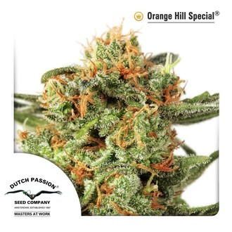 Orange Hill Special (Dutch Passion) feminizovan&aacute;