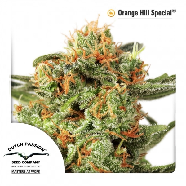 Orange Hill Special (Dutch Passion) feminizovaná
