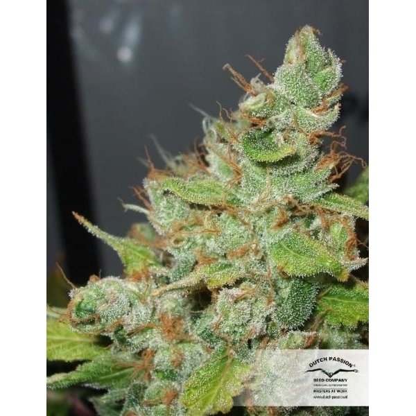 Orange Hill Special (Dutch Passion) feminizovaná