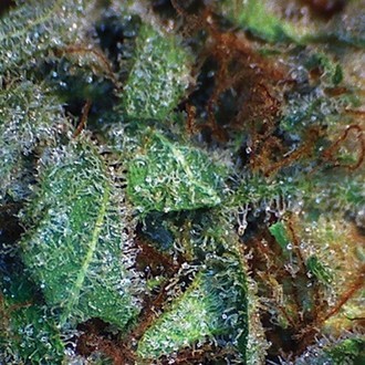 NY Benzin (Vision Seeds) feminizovaná