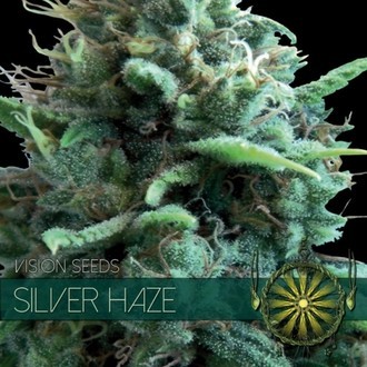 Silver Haze (Vision Seeds) feminizovan&aacute;