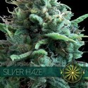 Silver Haze (Vision Seeds) feminizovaná