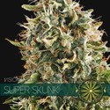 Super Skunk (Vision Seeds) feminizovaná