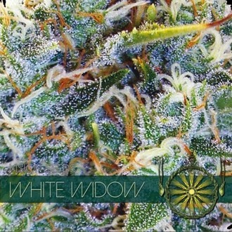 White Widow (Vision Seeds) feminizovan&aacute;
