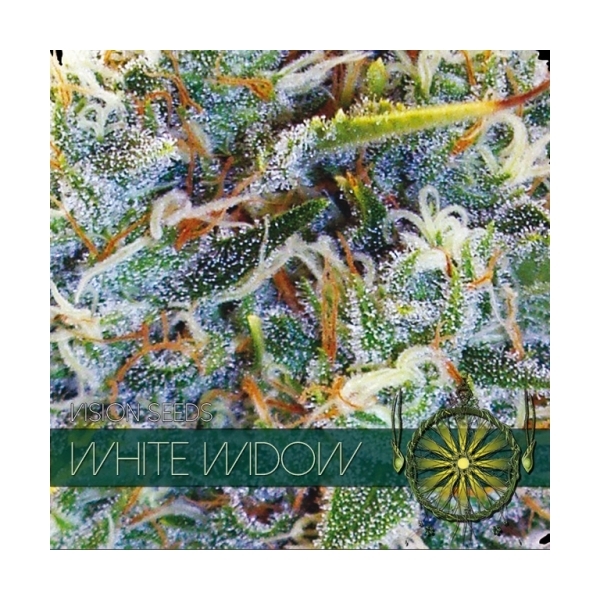 White Widow (Vision Seeds) feminizovaná