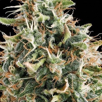 White Widow (Vision Seeds) feminizovaná