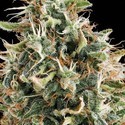 White Widow (Vision Seeds) feminizovaná