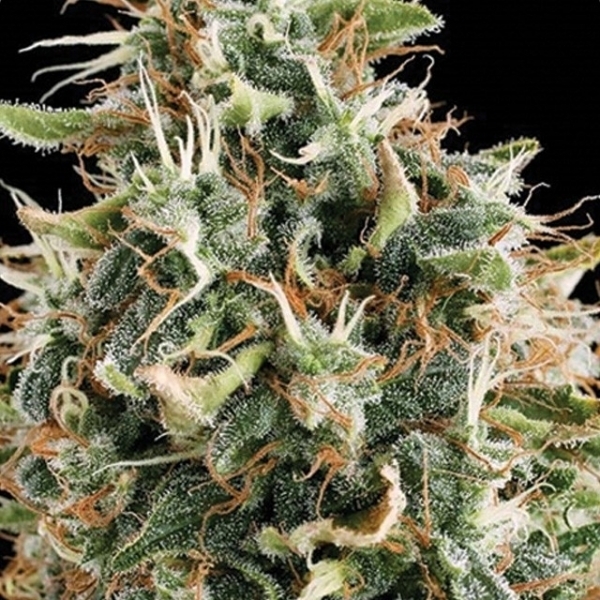White Widow (Vision Seeds) feminizovaná
