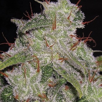 Northern Lights Samonakvétací (Vision Seeds) feminizovaná
