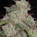 Northern Lights Samonakvétací (Vision Seeds) feminizovaná
