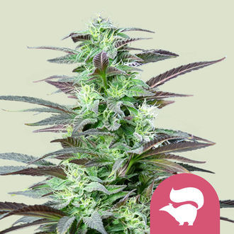 Skunk XL (Royal Queen Seeds) feminizovan&aacute;