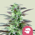 Skunk XL (Royal Queen Seeds) feminizovaná