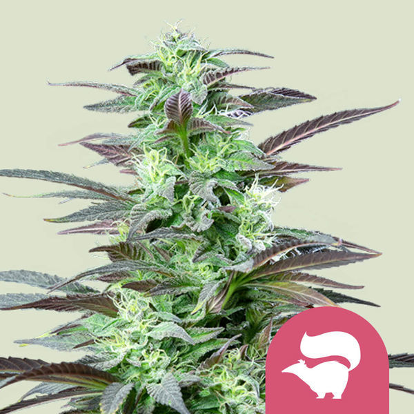 Skunk XL (Royal Queen Seeds) feminizovaná