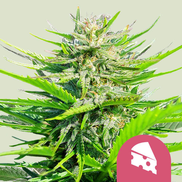 Royal Cheese - Rychle kvetoucí (Royal Queen Seeds) feminizovaná