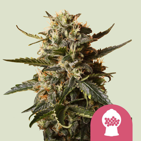 Bubblegum XL (Royal Queen Seeds) feminizované