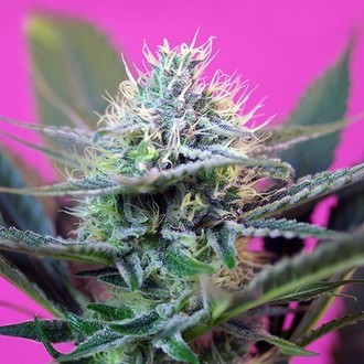 + Speed Auto (Sweet Seeds) feminizovan&eacute;