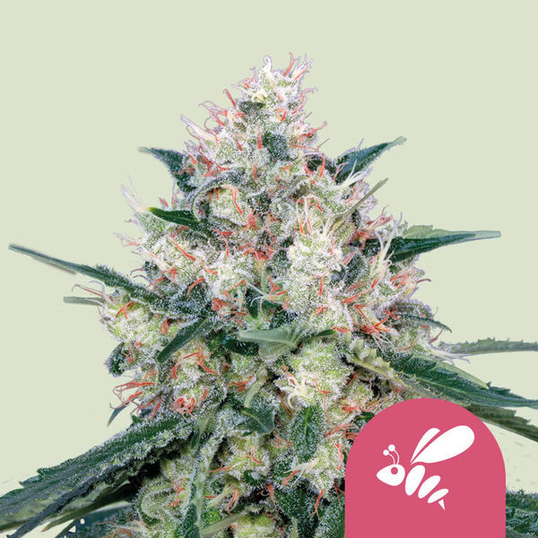 Honey Cream - Rychle kvetoucí (Royal Queen Seeds) feminizovaná