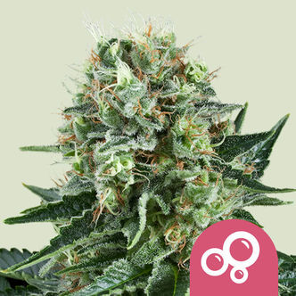 Bubble Kush (Royal Queen Seeds) feminizovan&aacute;