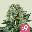 Bubble Kush (Royal Queen Seeds) feminizovaná