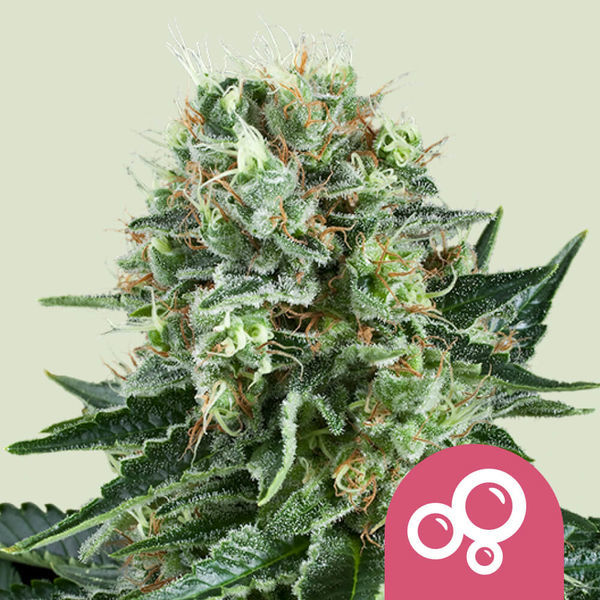 Bubble Kush (Royal Queen Seeds) feminizovaná