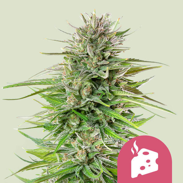 Blue Cheese (Royal Queen Seeds) feminizovaná