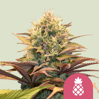 Pineapple Kush (Royal Queen Seeds) feminizovan&aacute;