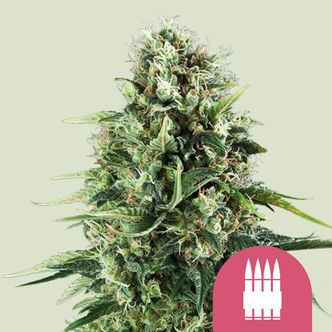 Royal AK (Royal Queen Seeds) feminizovan&aacute;