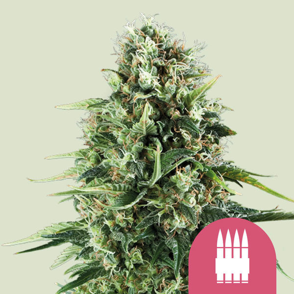 Royal AK (Royal Queen Seeds) feminizovaná
