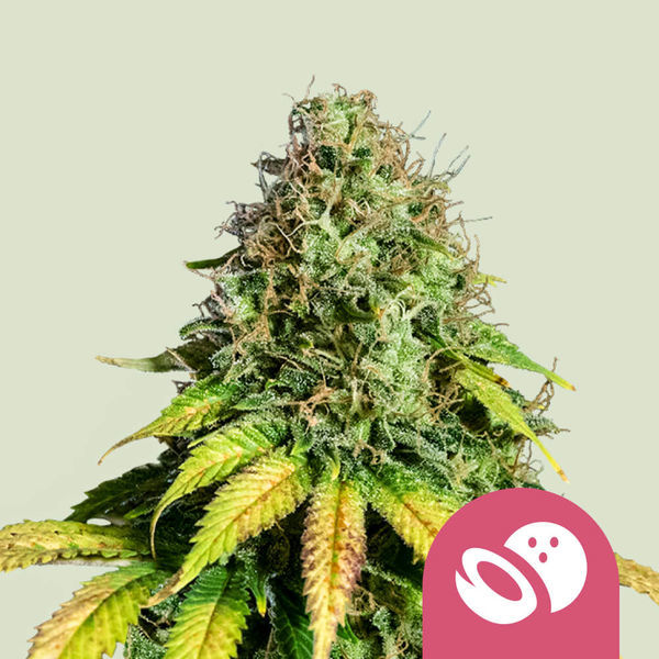 Somango XL (Royal Queen Seeds) feminizovaná
